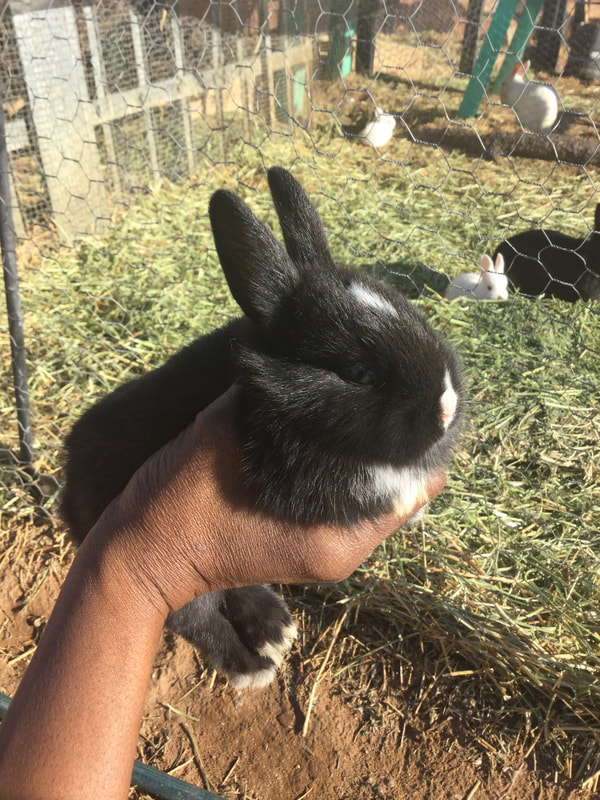 RABBITS FOR SALE NEAR ME* FARM PET RABBITS * BUNNIES FOR