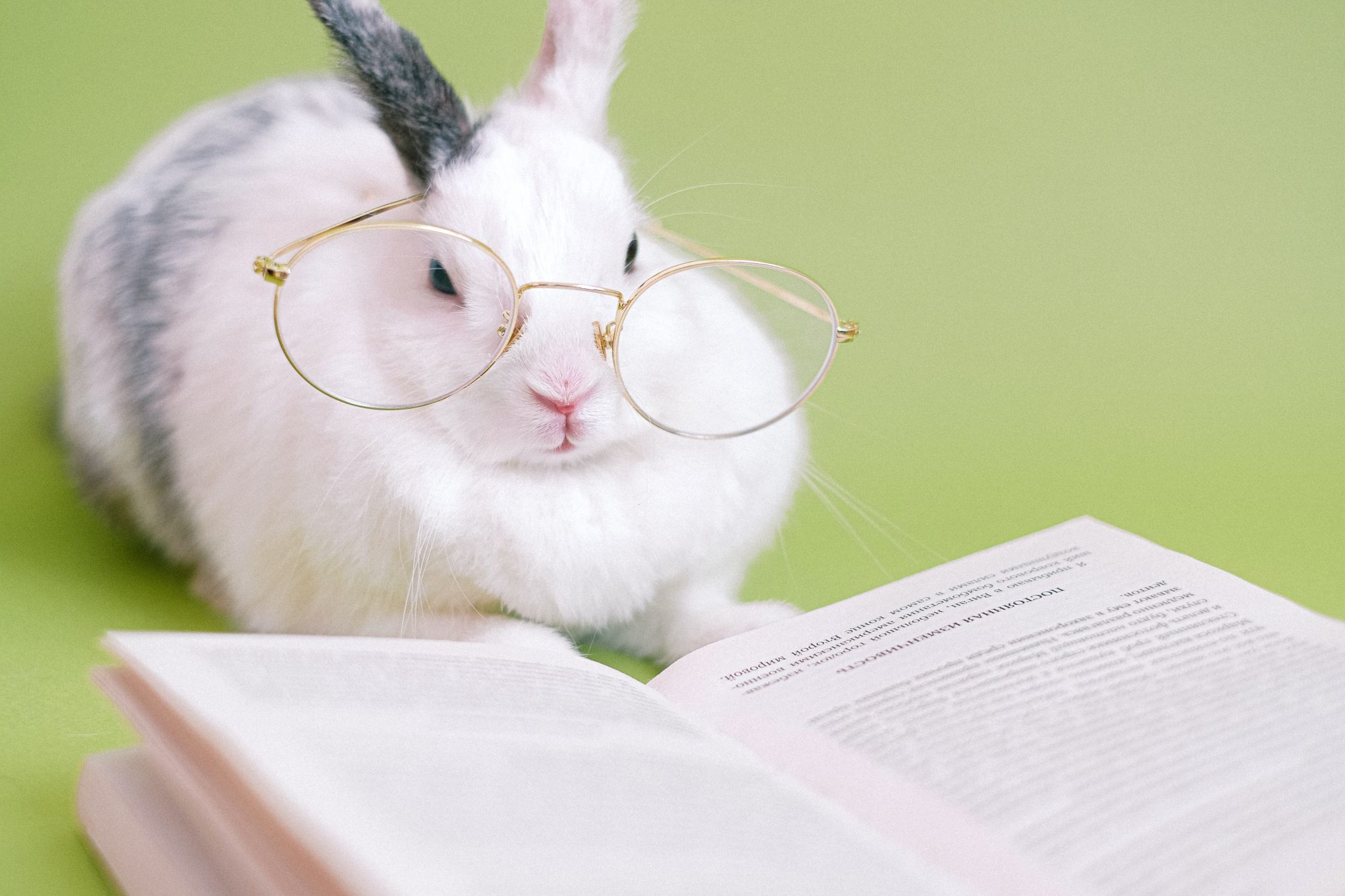 What Are Baby Rabbits Called? Rabbit Scout
