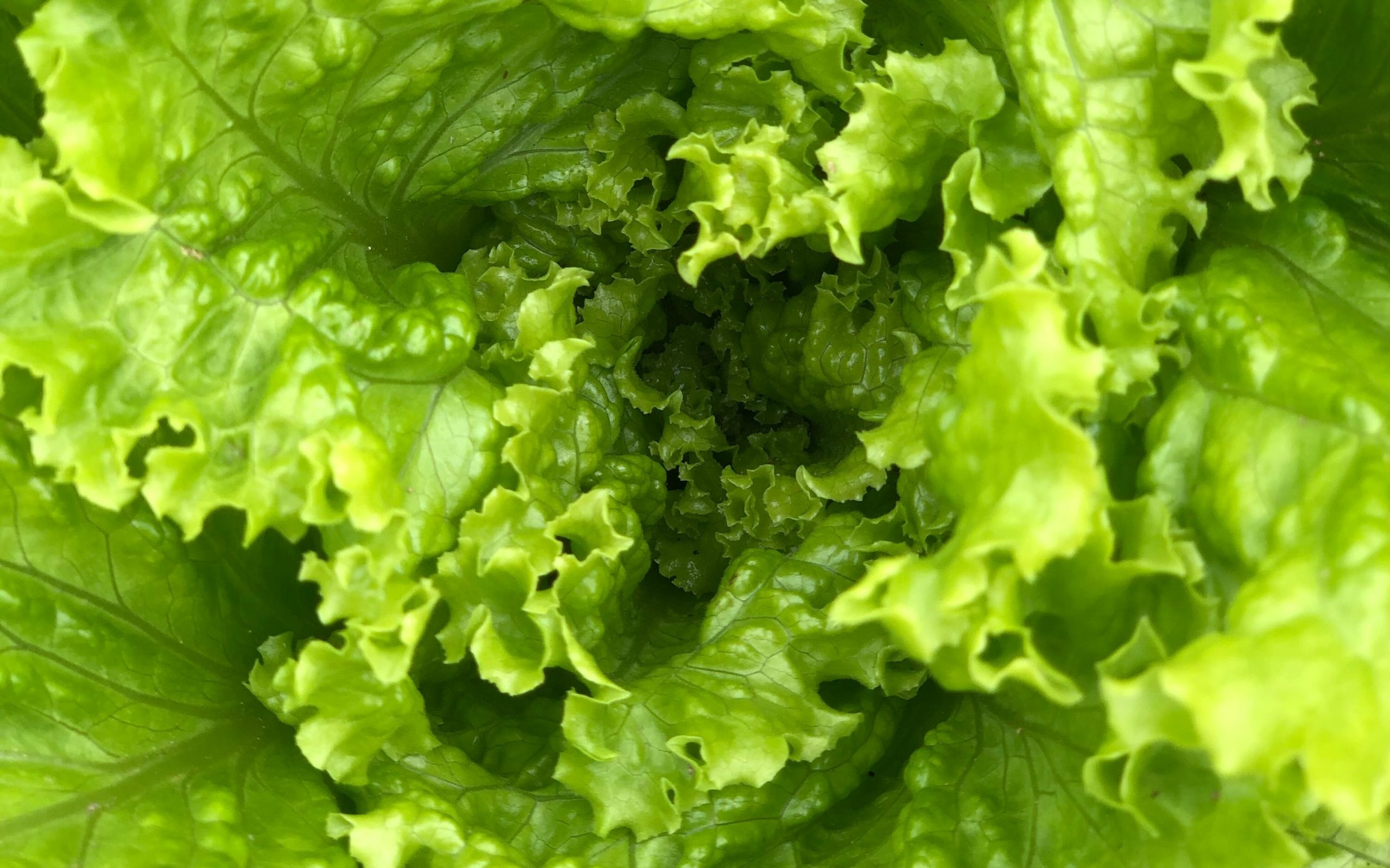 Can Rabbits Eat Lettuce?