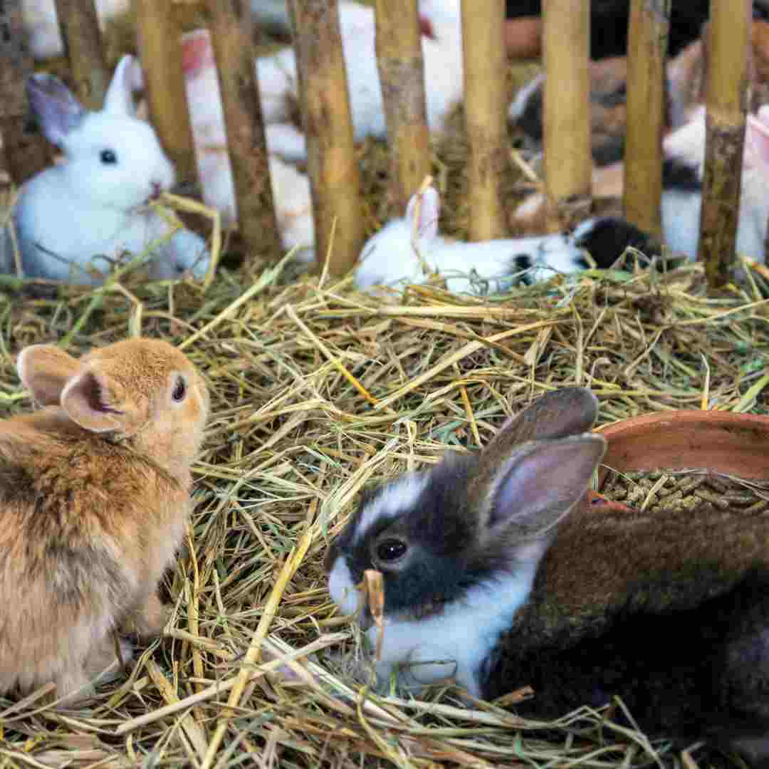 Is Rabbit Farming Profitable?