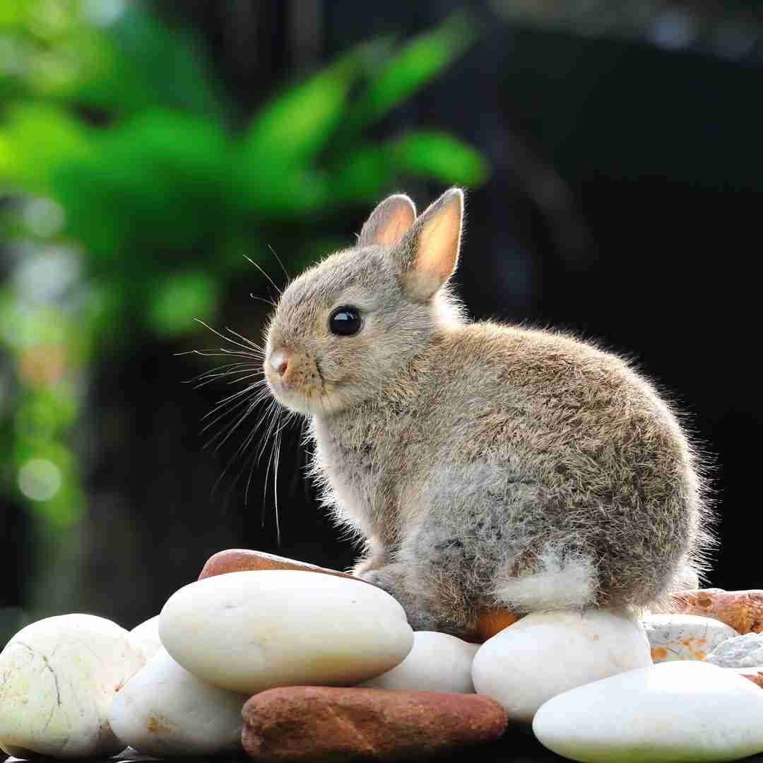 Understanding the Prohibition on Keeping Rabbits as Pets in QLD