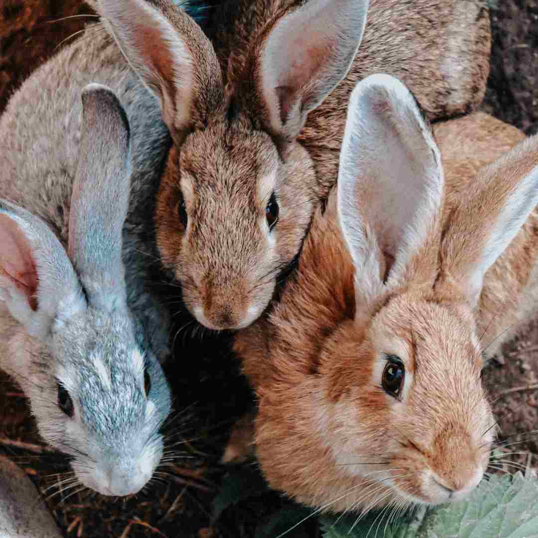 Do Rabbits Eat Meat? An Exploration of Rabbit Diet and Behavior