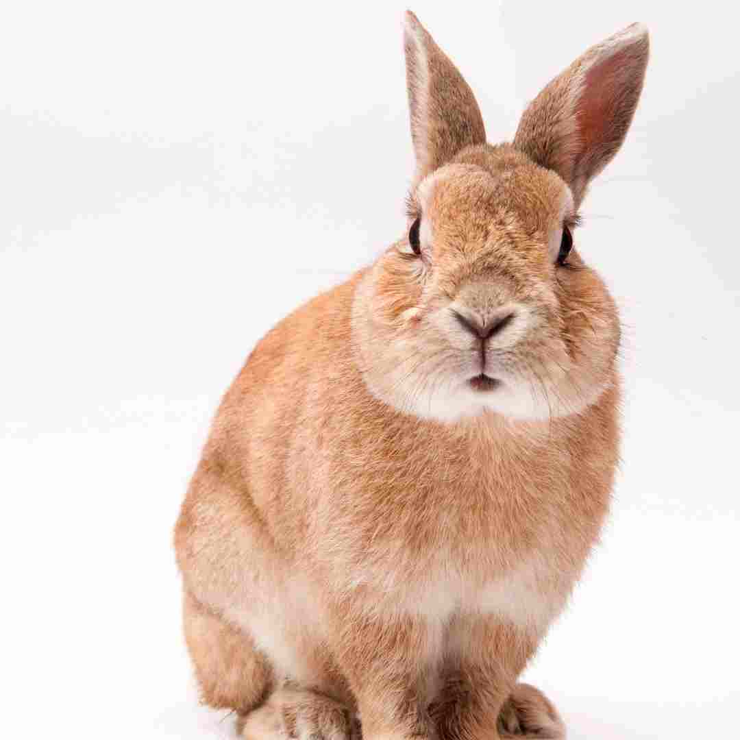 Rabbit Size Chart Understanding the Different Rabbit Breeds and Their