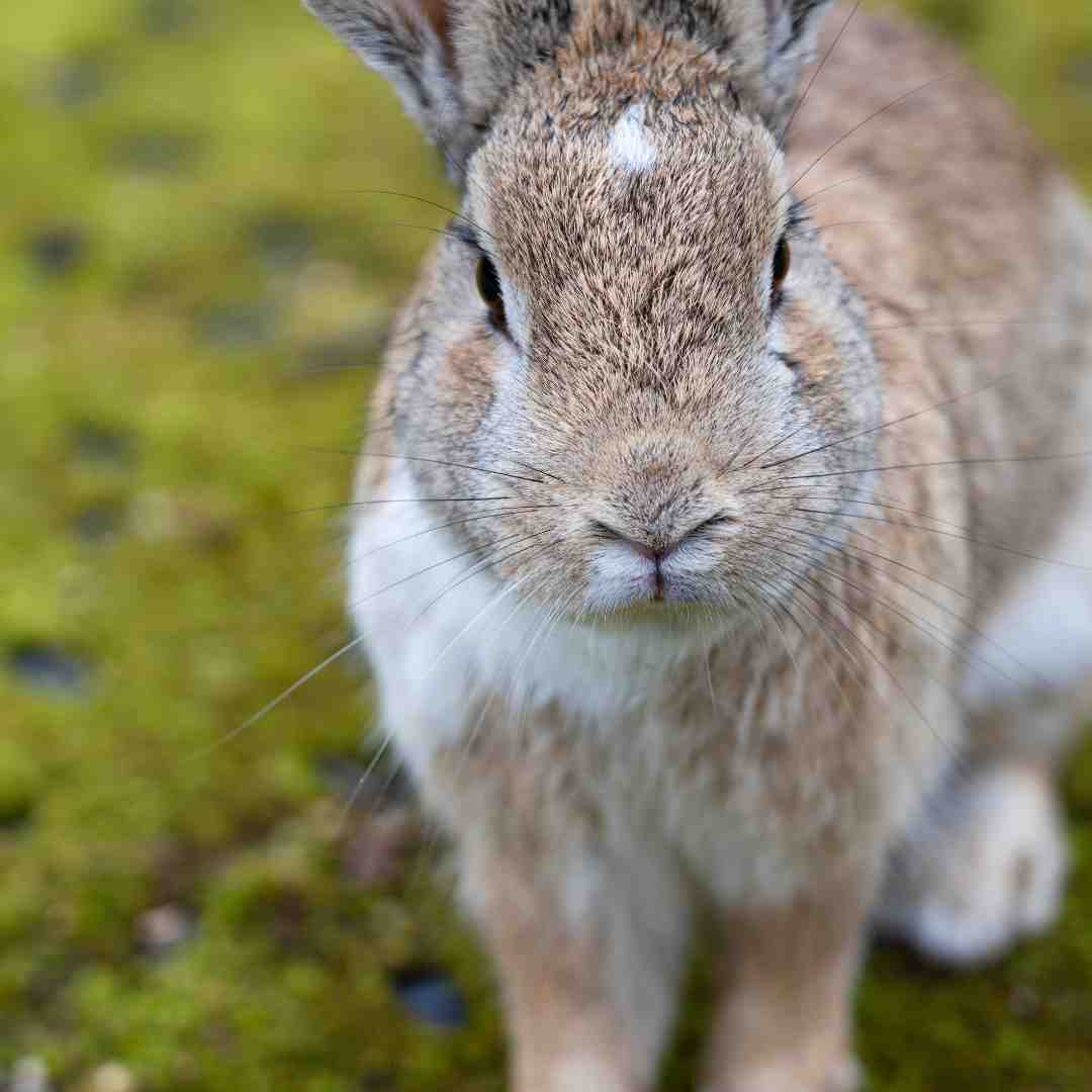 Why Can't Rabbits Get Wet? Understanding the Importance of Keeping