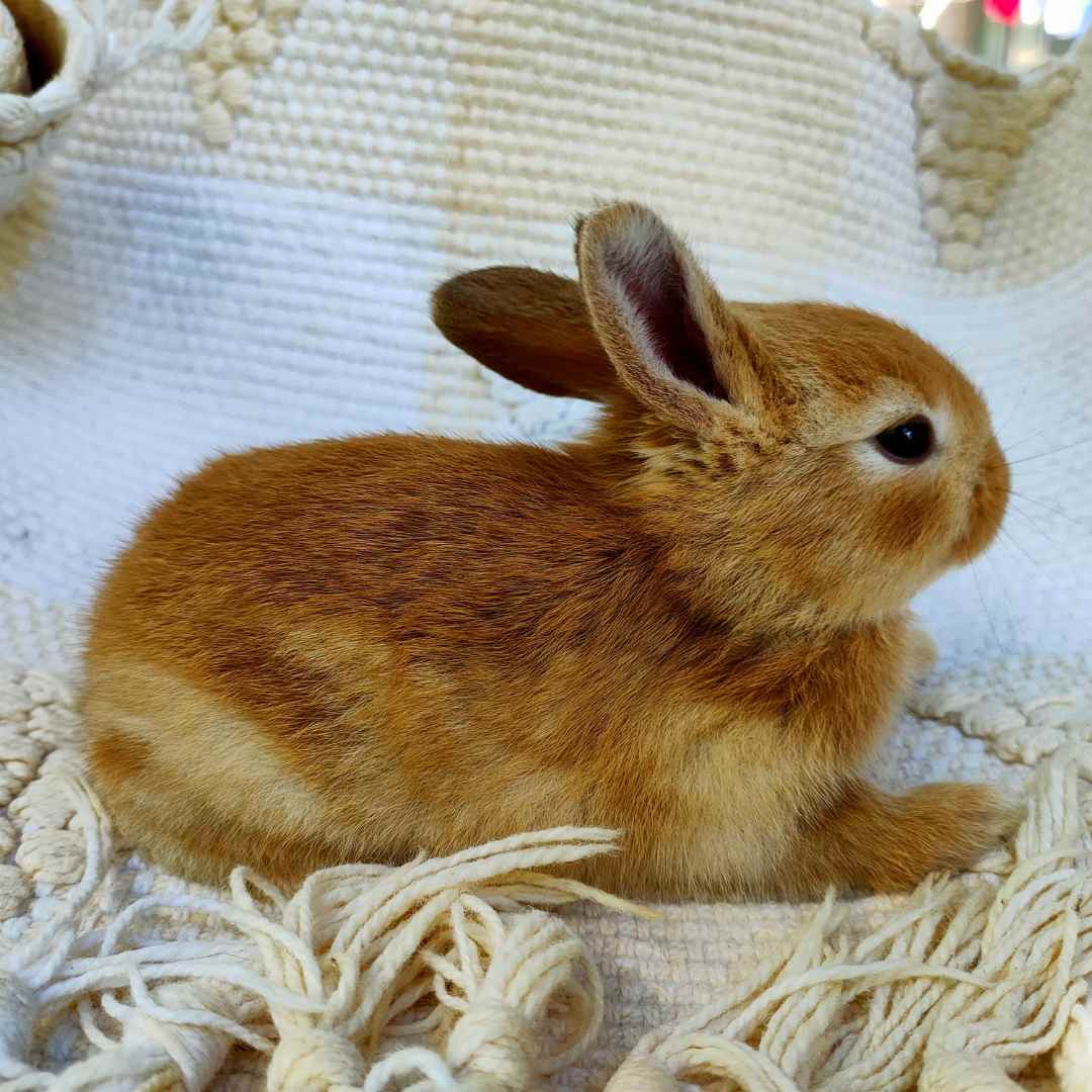 op 10 Fascinating Rabbit Facts Discover the Wonders of These Adorable