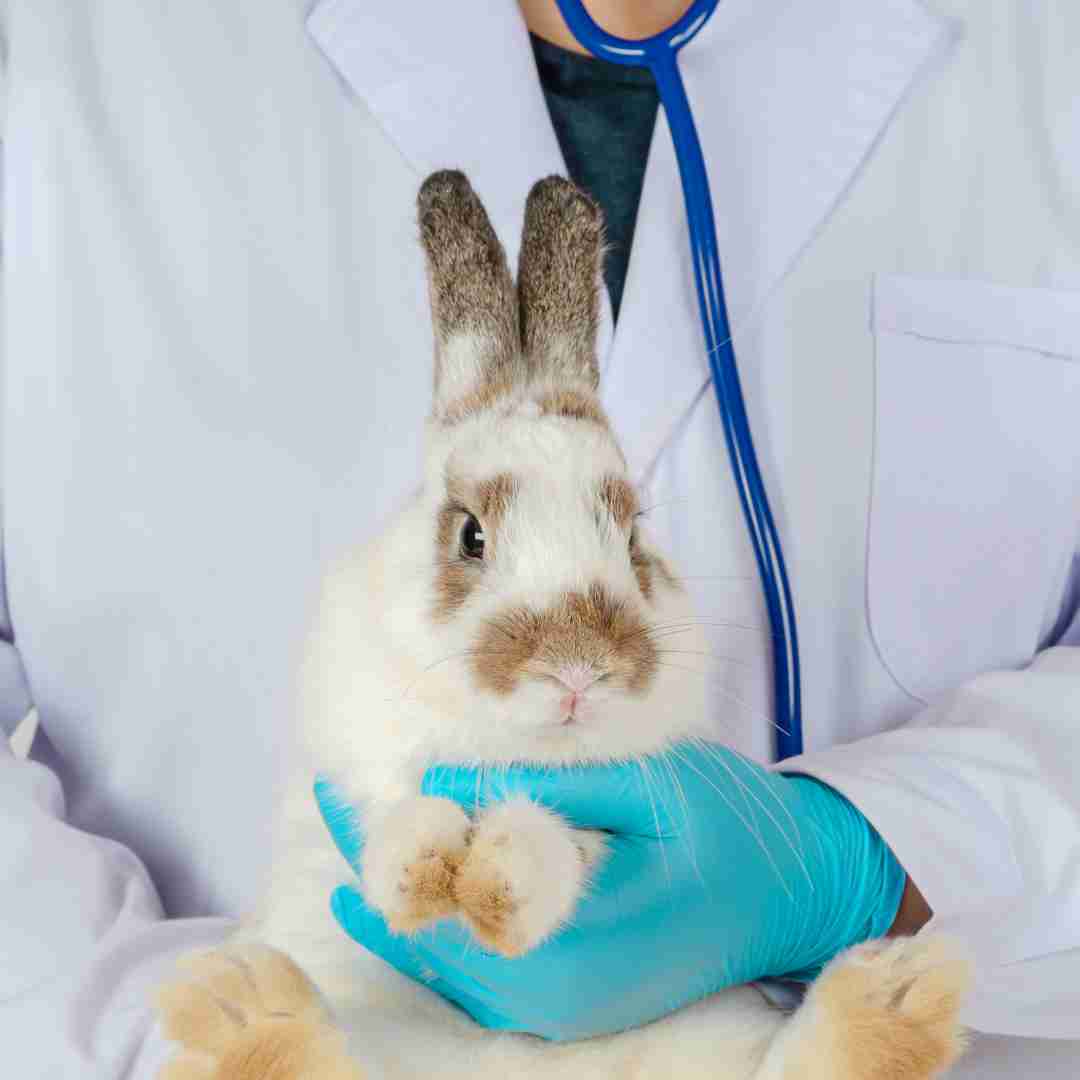 Understanding Rabbit Health Signs, Symptoms, and Care Tips Your
