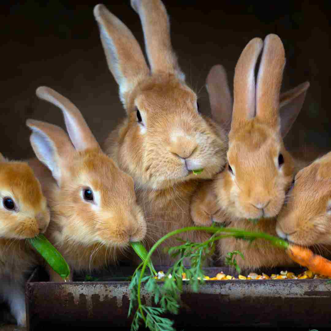 Why Can Rabbits Eat A Comprehensive Guide to Rabbit Nutrition