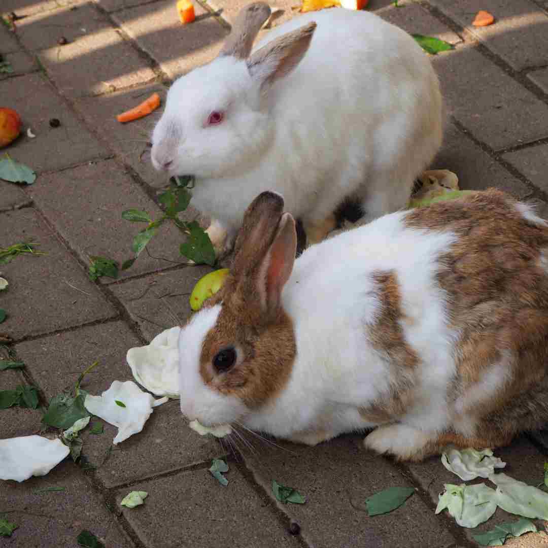 Can Rabbits Eat Cabbage? A Comprehensive Guide to Rabbit Nutrition