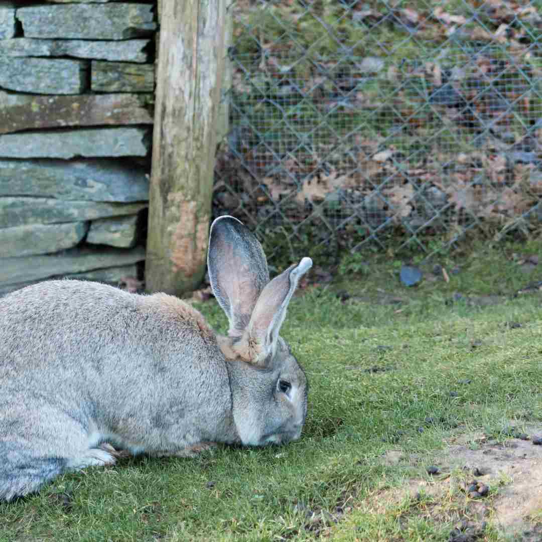 Unlocking the Mystery Discovering the True Size of Flemish Giant Rabbits