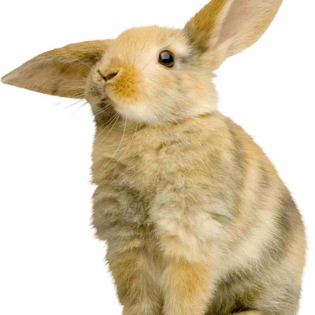Understanding Rabbit Neutering Benefits, Procedure, and Care Guide