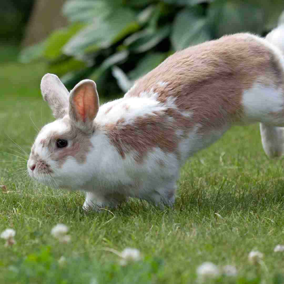 Rabbits for Beginners A Comprehensive Guide to Caring for Pet Rabbits