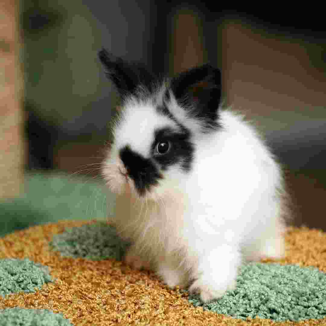 Discover the Delight of Rabbit Meat Is Rabbit a Good Choice for Your