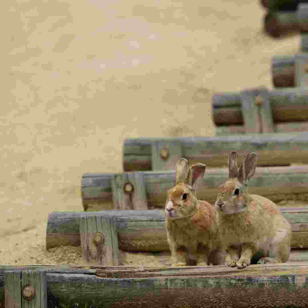 Discover Your Perfect Rabbit Companion Take the 'What Rabbit Breed Am I?' Quiz!