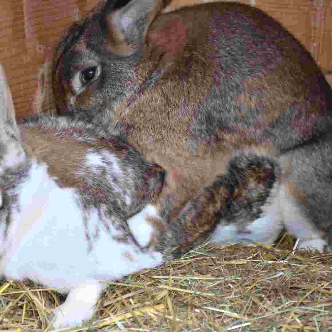 Understanding Rabbit Behavior Why Does My Rabbit Lick Me?