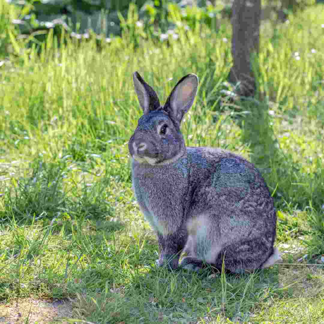 why is rabbit important rabbits secrets