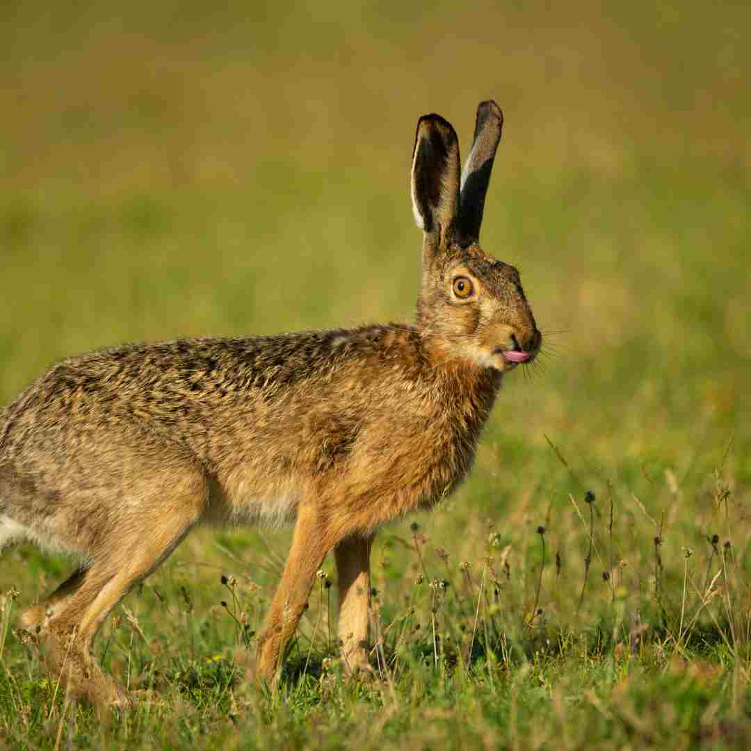 Can Rabbits and Quail Coexist? Tips for Successful CrossSpecies Harmony