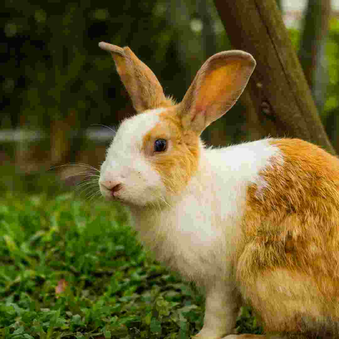 Understanding Sudden Rabbit Aggression Causes and Solutions