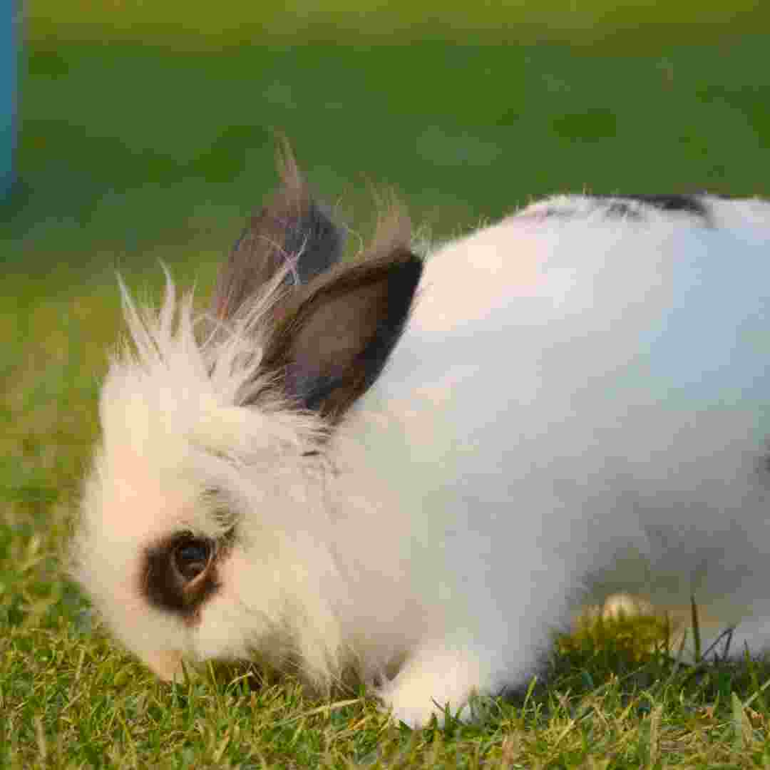 Can Rabbits and Dogs Live Together? Tips for Harmonious Pet Coexistence