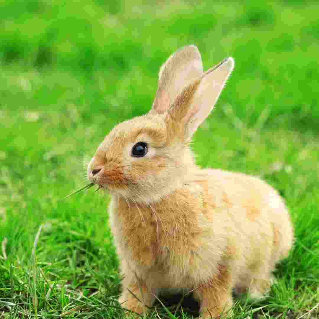 Gout and Rabbits Unveiling the Link Is Rabbit Bad for Gout?