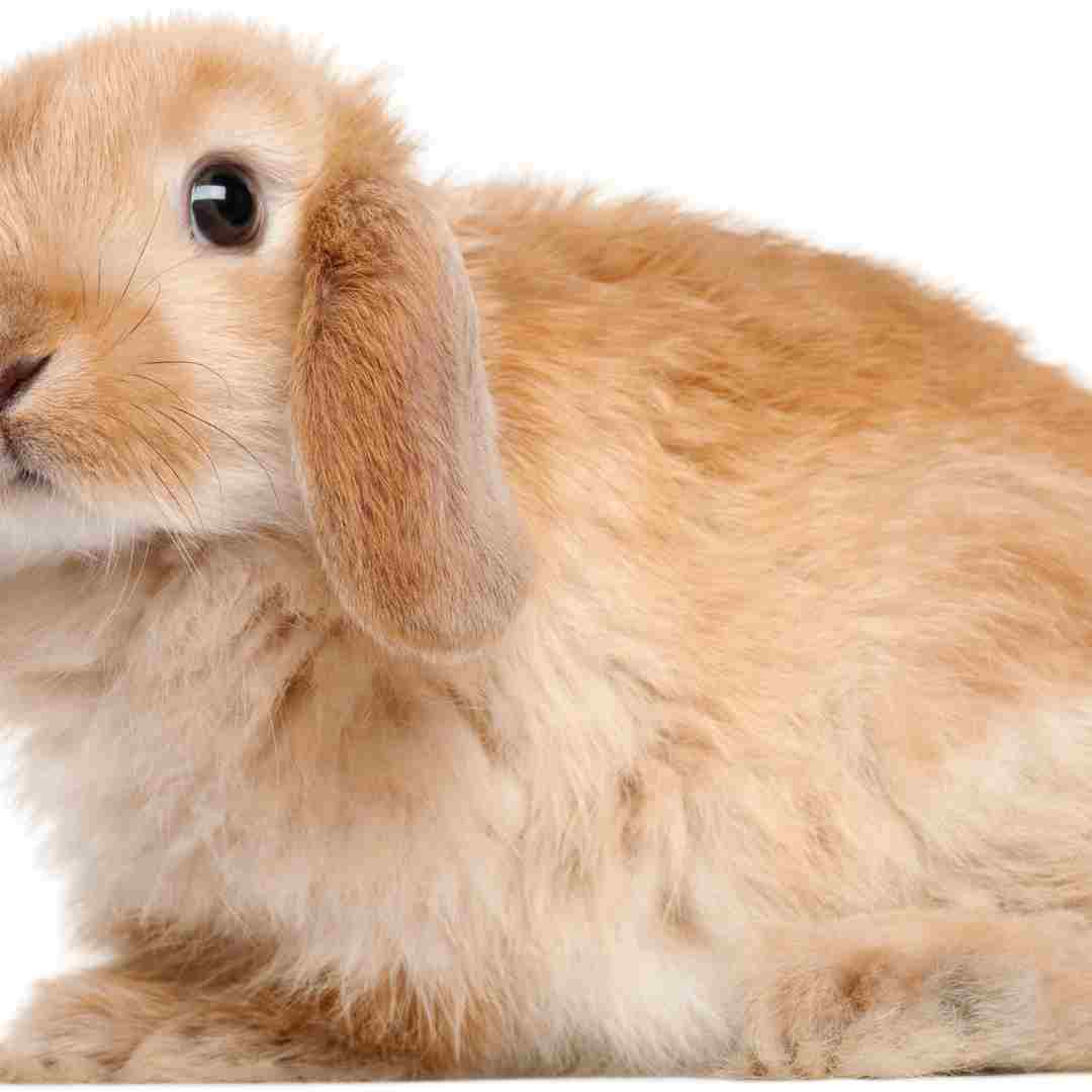 Rabbit and Tiger Compatibility Unveiling the Secrets of this Zodiac Duo