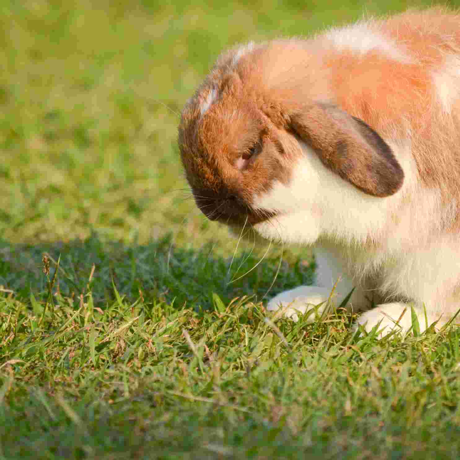Rabbit Mating Understanding How Rabbits Make Love