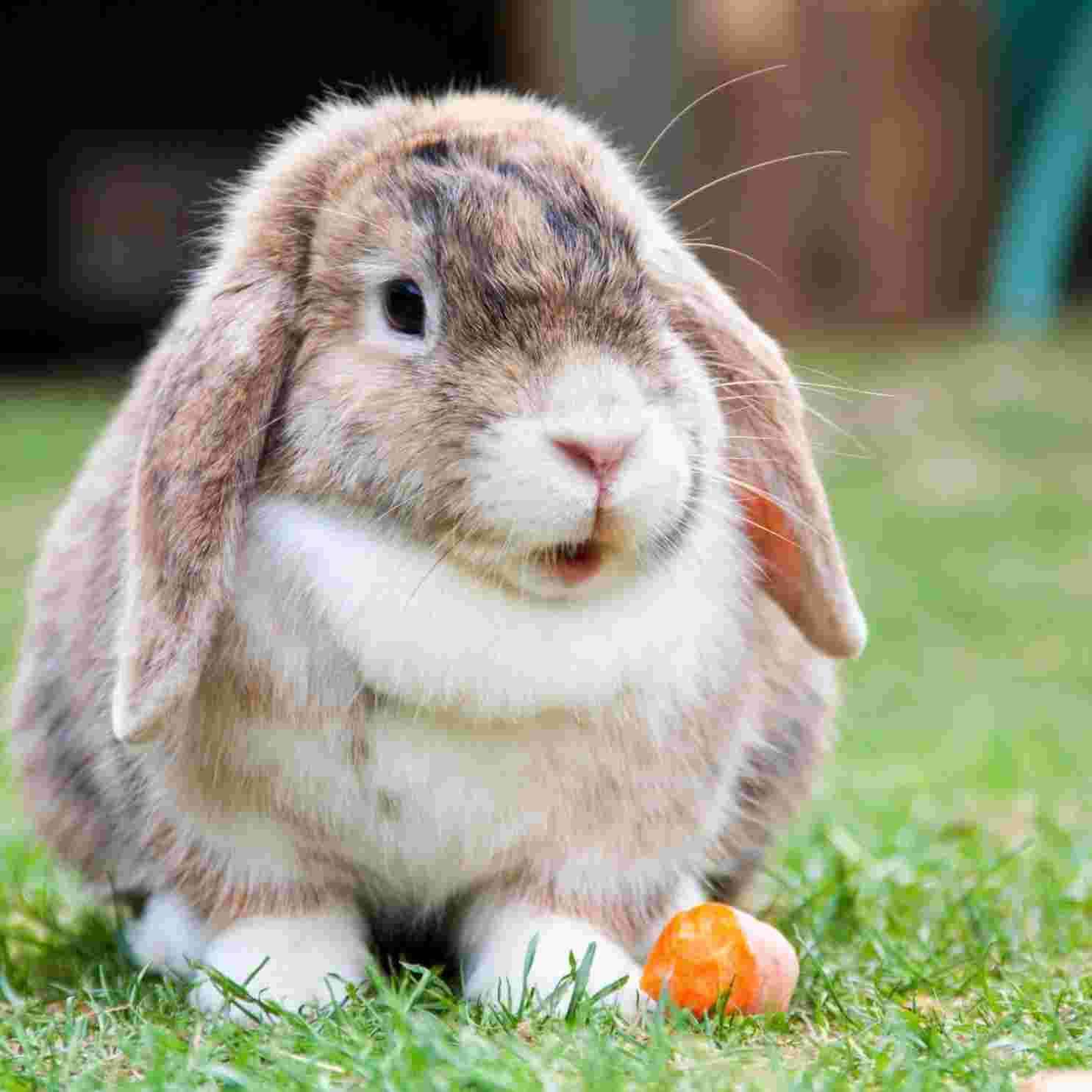 Do Rabbits Like Tomatoes? Discover the Surprising Truth