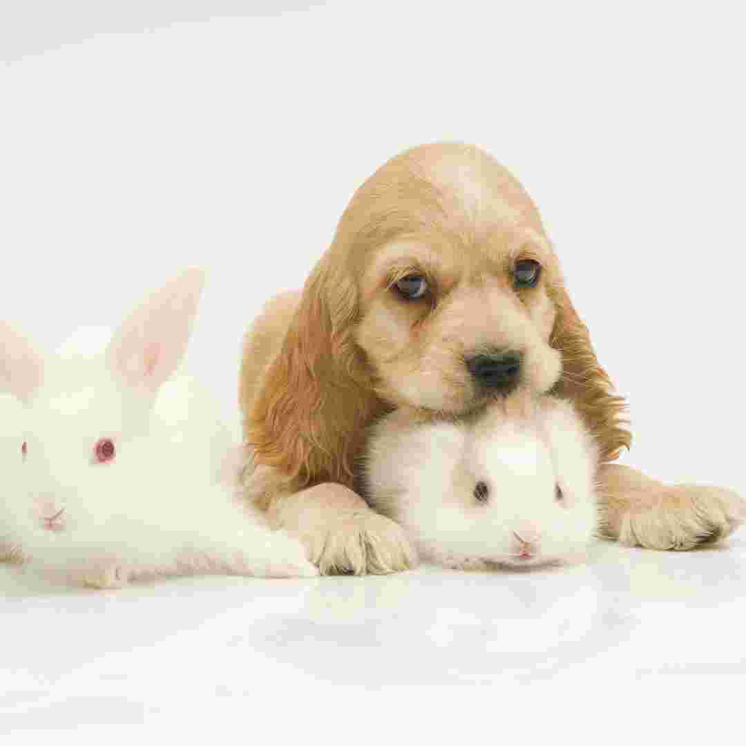 Are Rabbit Droppings Harmful to Dogs? What You Need to Know