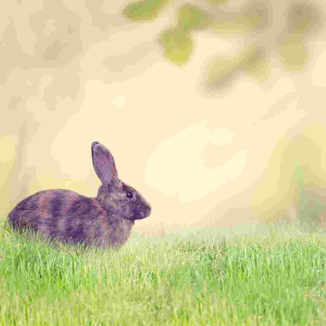 Rabbit vs. Guinea Pig Key Differences You Need to Know