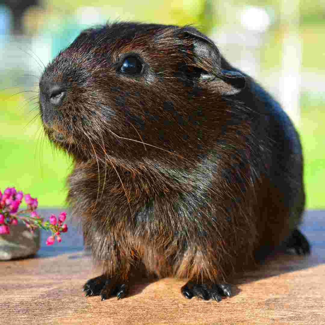 Rabbit vs. Guinea Pig Key Differences You Need to Know