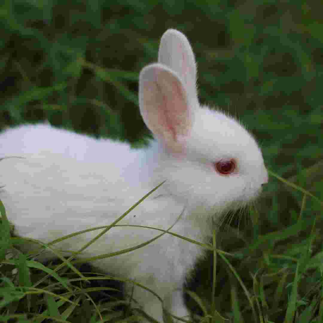 Is Rabbit Poop Harmful to Dogs? Learn the Risks and Precautions