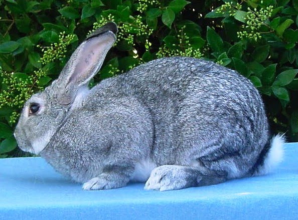 8 American Chinchilla Rabbits near PikeCreekValley, Delaware