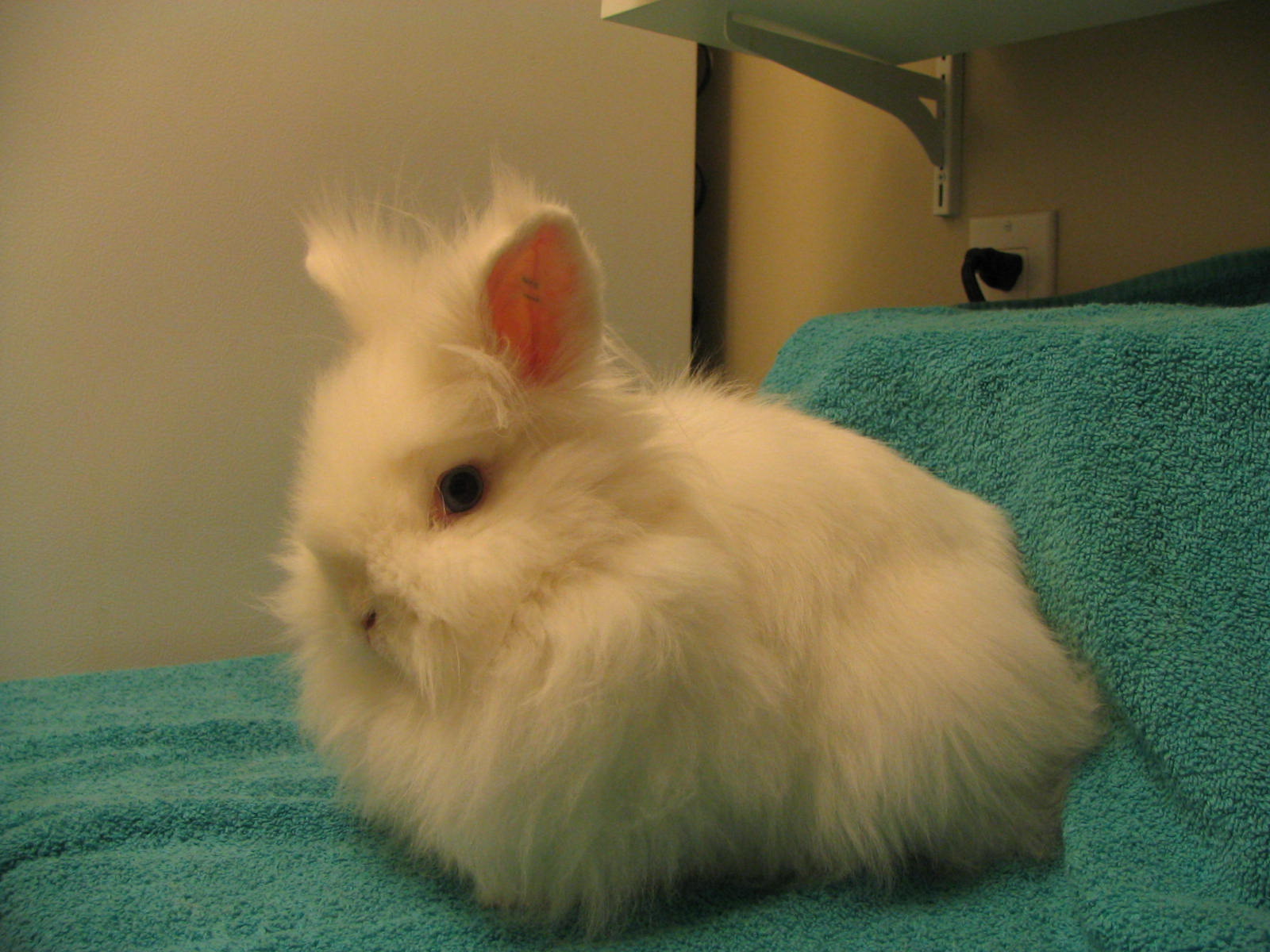 3 Lionhead Bunnies in Augusta, Rabbits for Sale in