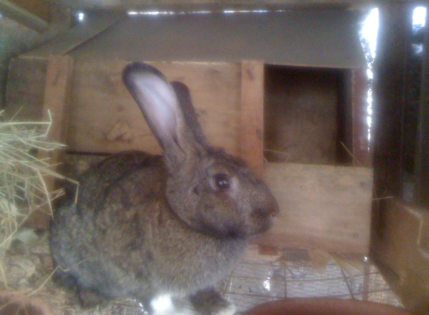 Rabbit Keeping in Kenya An Exciting Project Rabbit