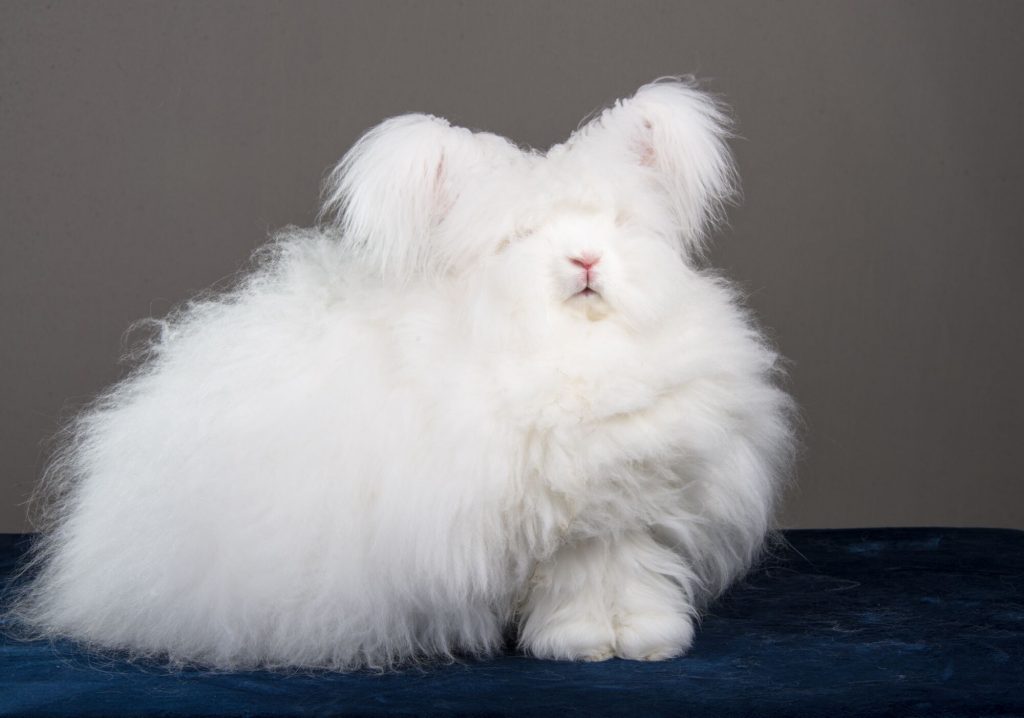 Molting or Shedding in Rabbits Rabbit Smarties