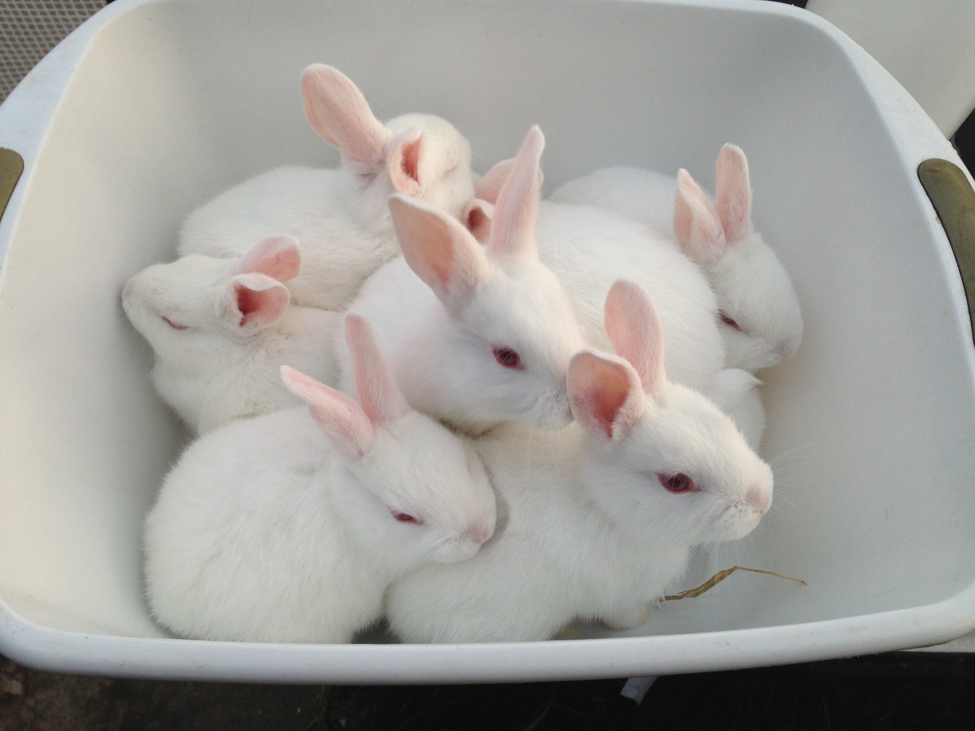 Backyard Rabbitry « Rabbitsteading « Page 2