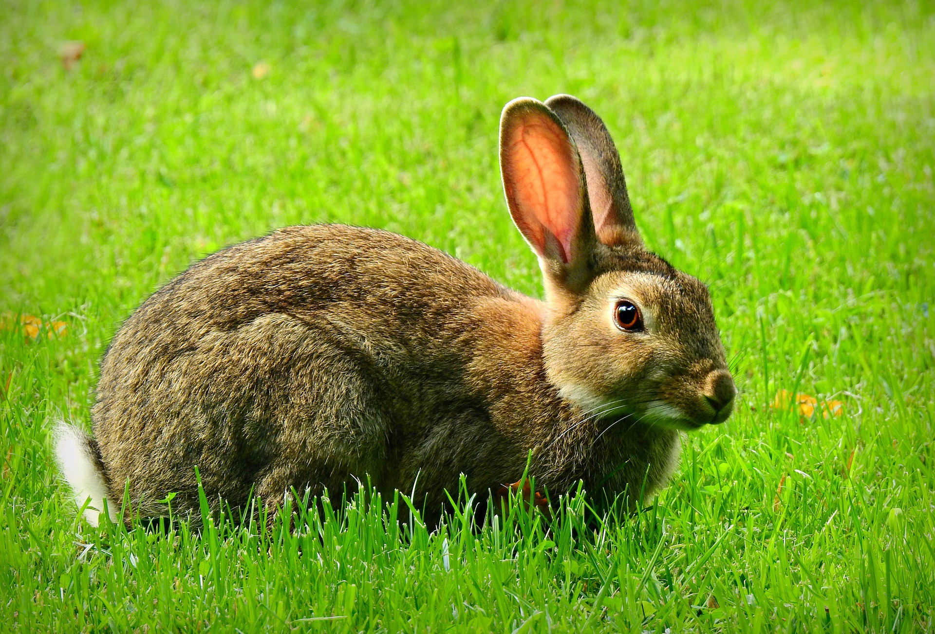 Where do rabbits originate from?