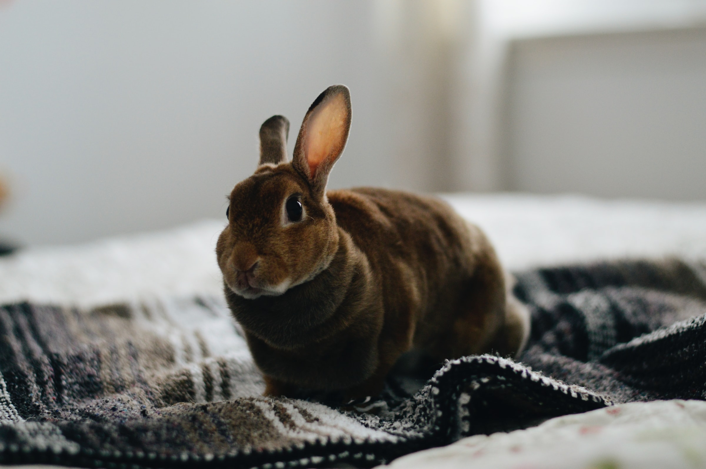 Best rabbit breeds for apartments