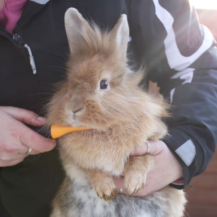 Grooming Rabbits Rabbit Welfare Association & Fund (RWAF)