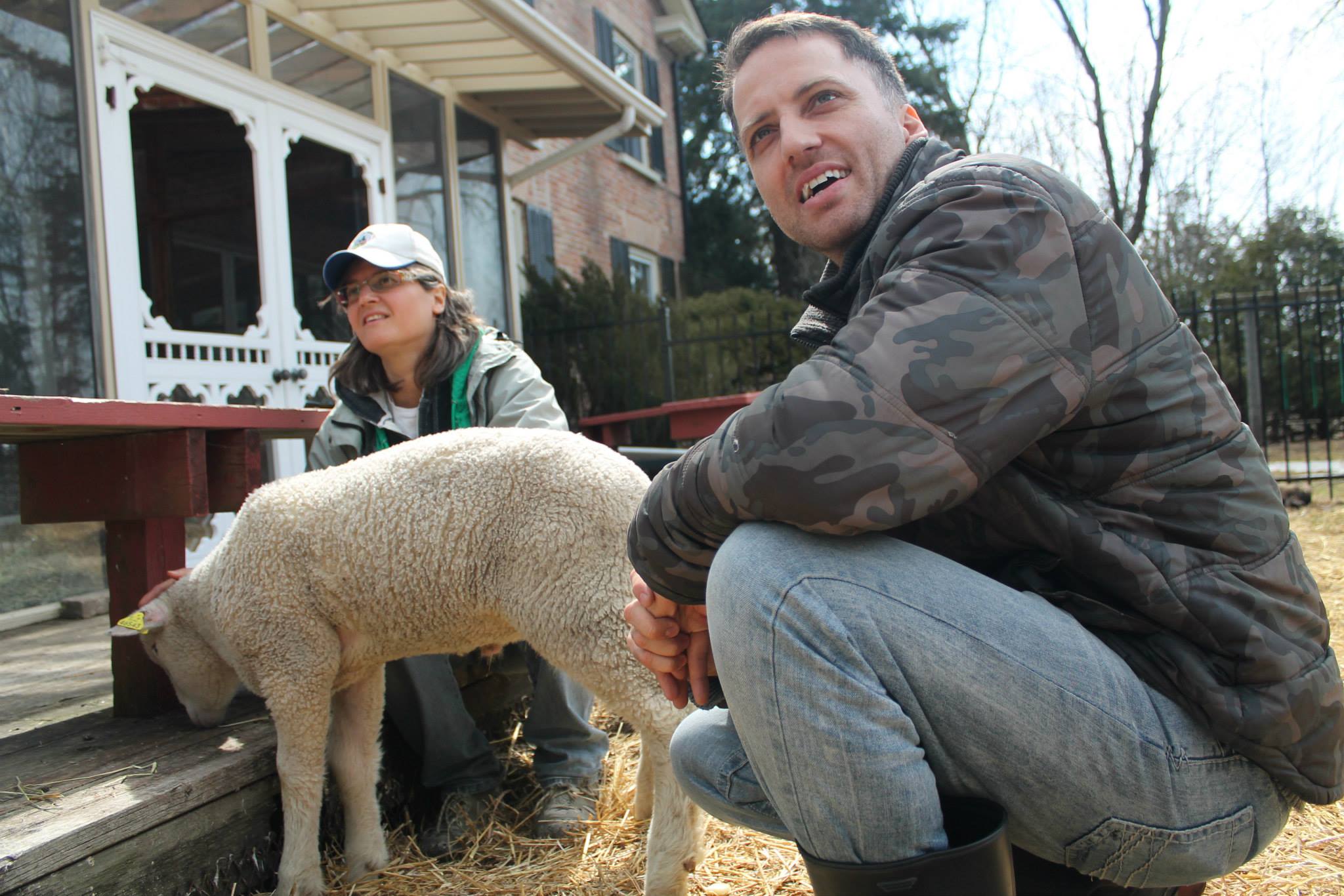 Slaughterhouse donates lamb to Ontario animal sanctuary rabble.ca
