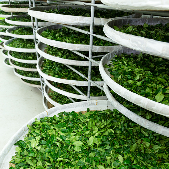 Green Tea making process Rabea ربيع