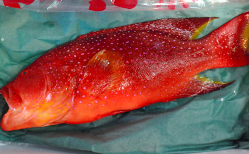築地市場でトラブル発生！有毒魚「バラハタ」が販売 ｜ ラビル!!