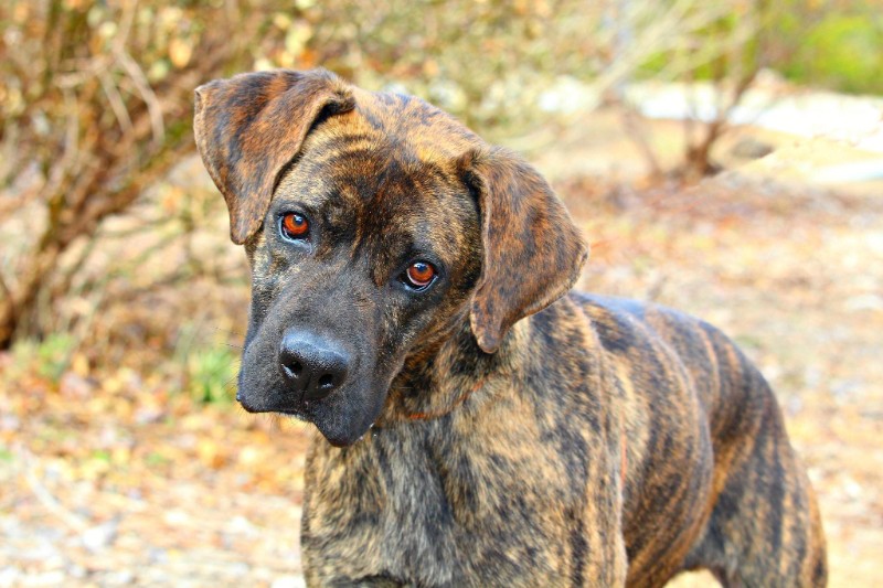 Rabun Paws 4 Life Shelter Forward Rabun Chamber of Commerce