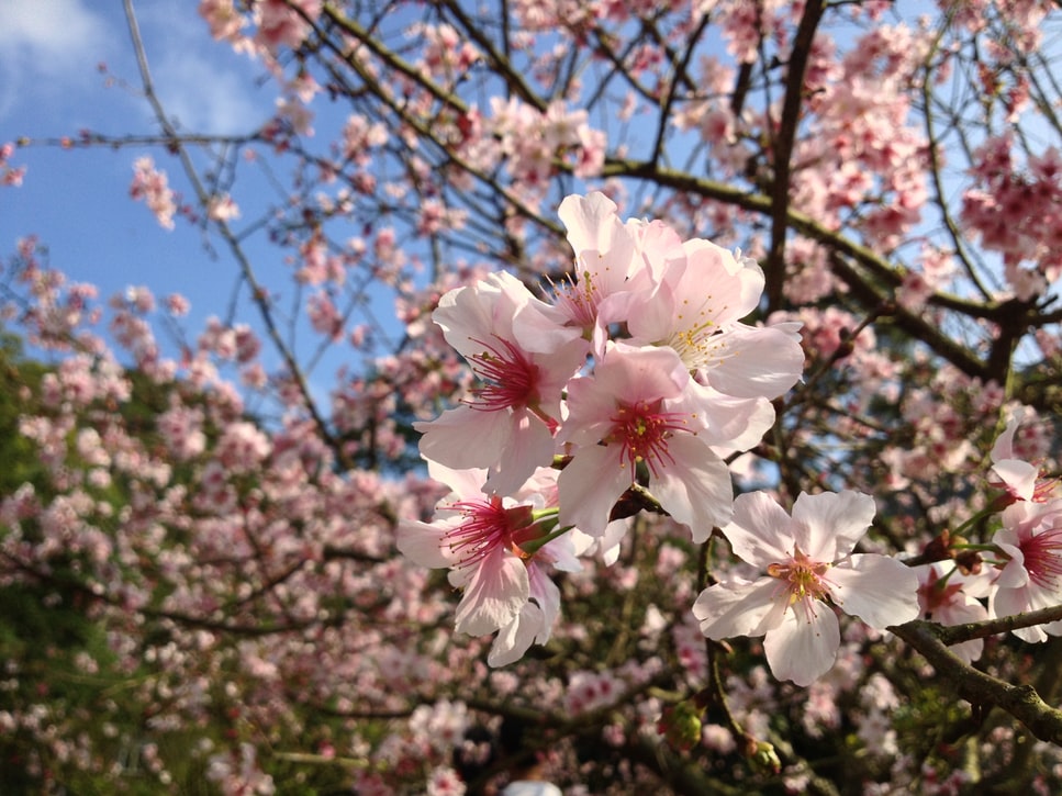 日本国花苑の桜のお花見2020｜見頃と開花時期は？見どころもご紹介！｜イベントINFO