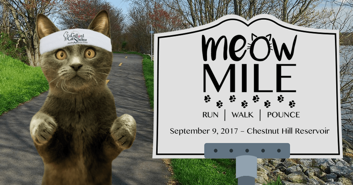 RaceWire Gifford Cat Shelter 2017 Meow Mile 5K