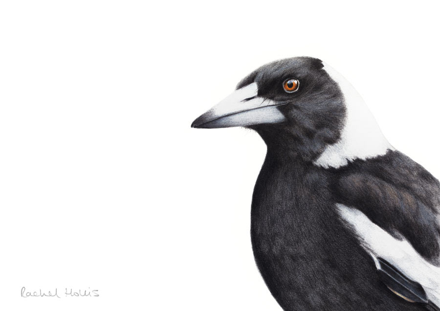 Australian Magpie Fine Art Print Australian Wildlife Art by Rachel