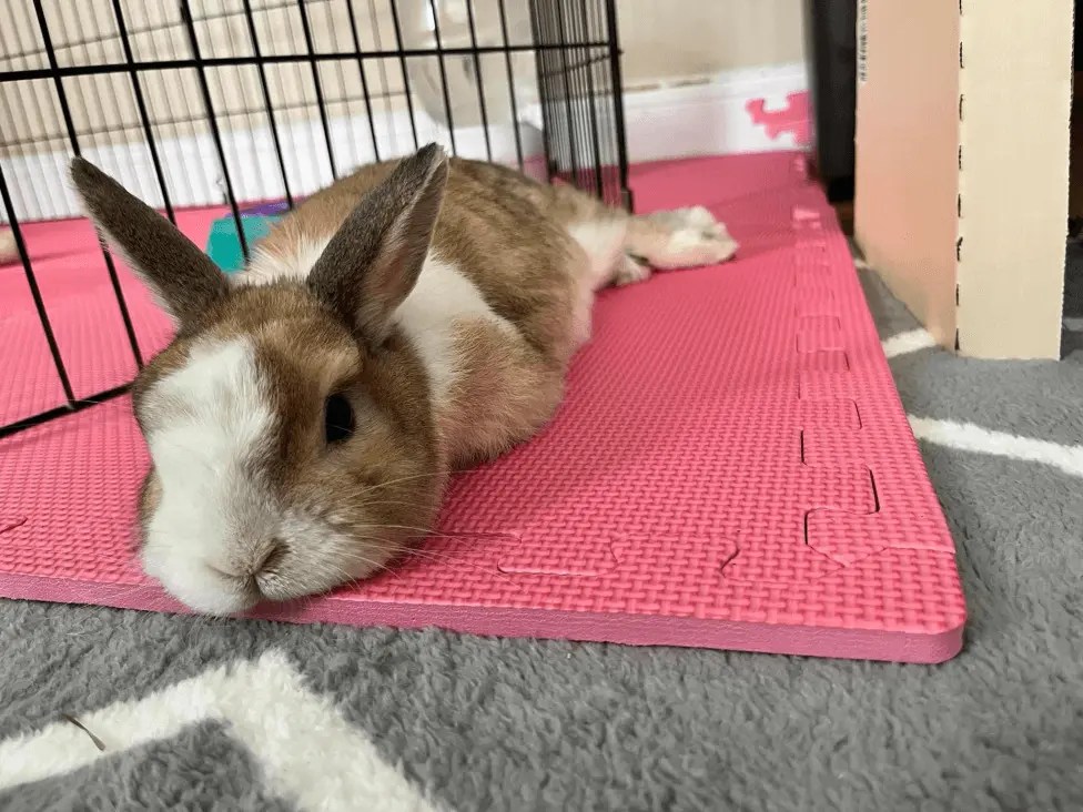 Rabbit Boarding Long Island, NY Rachel's Rabbits