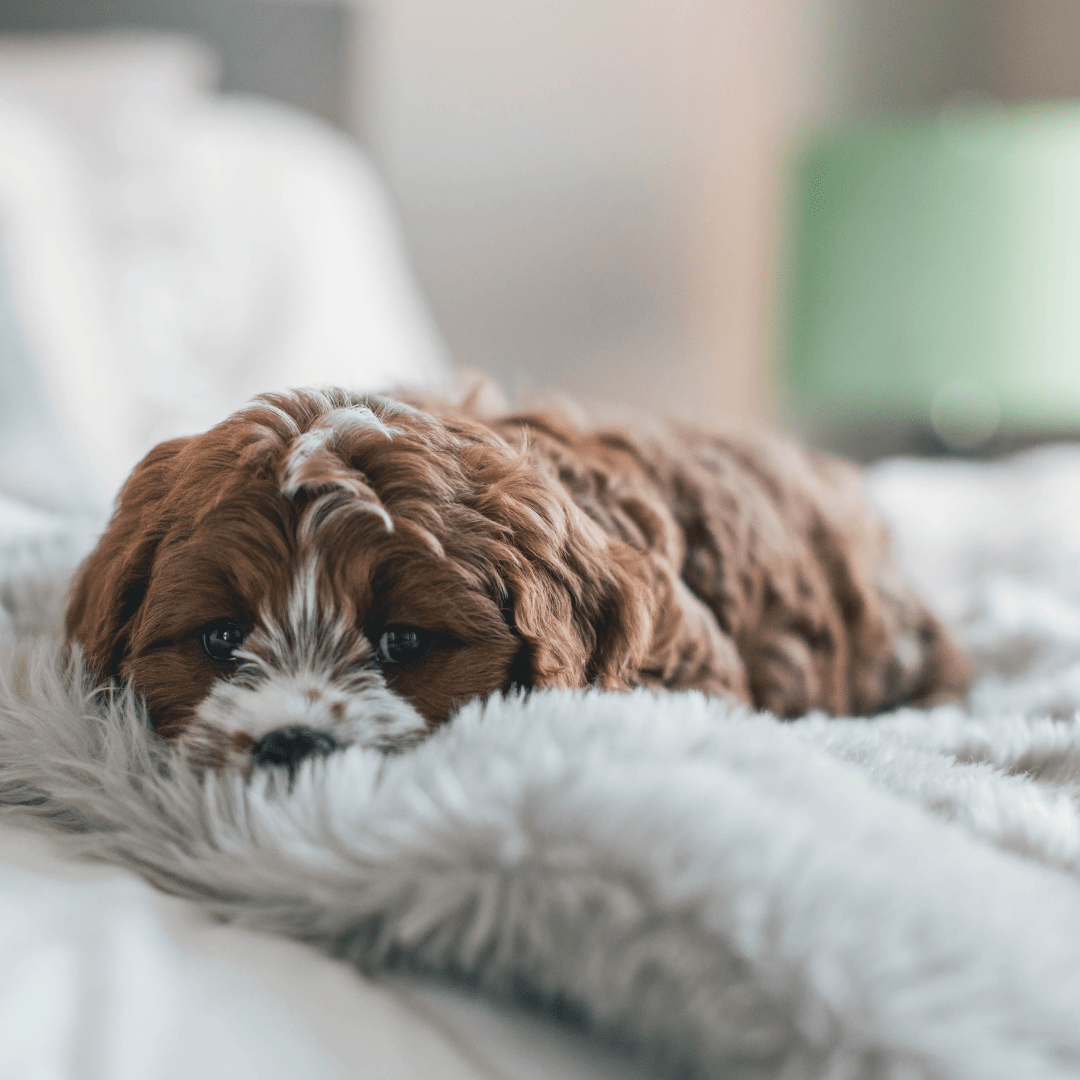 HOWARD COUNTY REALTORS® Association of Central Indiana