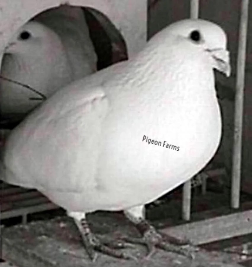 White Racing Pigeons For Sale Racing Pigeons for Sale Pigeon Farms