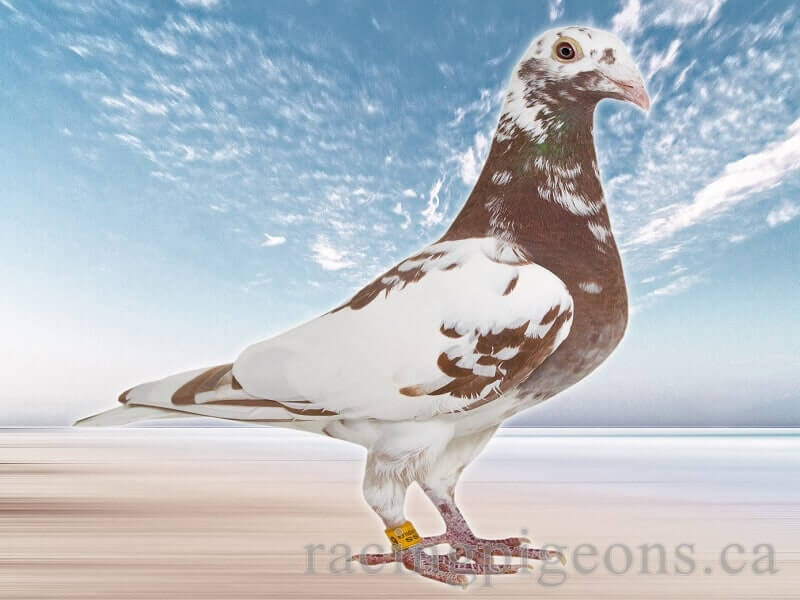 See Female Pigeons 2022 Racing Pigeons Canada
