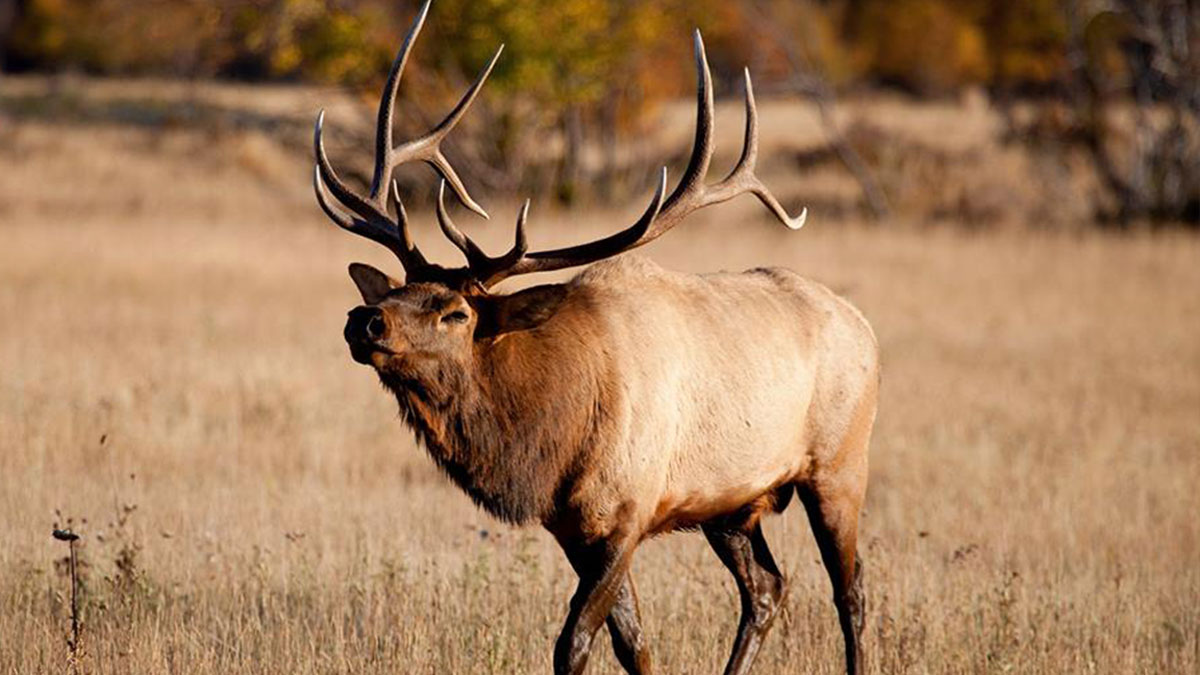 Idaho Elk Habitat Protected, Public Access Improved Rack Camp